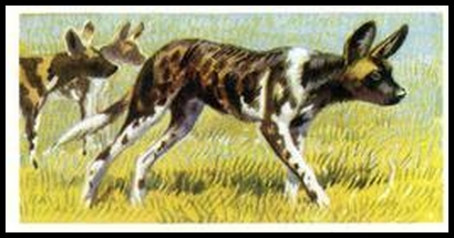 24 African Hunting Dog